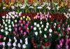 Tunisia: Towards exporting flowers to Netherlands and Europe from farms in northwest
