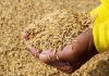 Tunisia reported to be purchasing 125,000 metric tons of feed barley