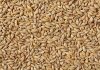 Tunisia buys about 25,000 metric tons feed barley in tender, say traders