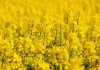 Tunisia: 100,000 hectares to be sown with rapeseed