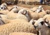 No accurate census of sheep and cattle herds in Tunisia