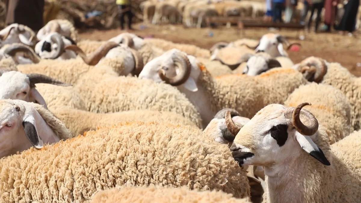 No accurate census of sheep and cattle herds in Tunisia