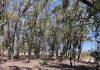 Green4Value project for biodiversity in Tunisia’s arboretums