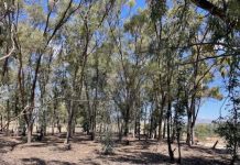 Green4Value project for biodiversity in Tunisia’s arboretums