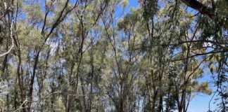 Green4Value project for biodiversity in Tunisia’s arboretums